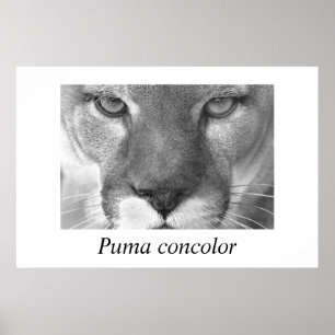Póster Concolor del puma del puma