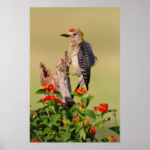 Póster Condado de Hidalgo, Texas. Panceta dorada 2