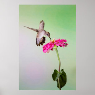 Póster Condado de Jeff Davis, Texas