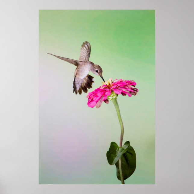 Póster Condado de Jeff Davis, Texas (Frente)