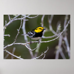 Póster Condado de Kinney, Texas. Warbler de mejillas dora