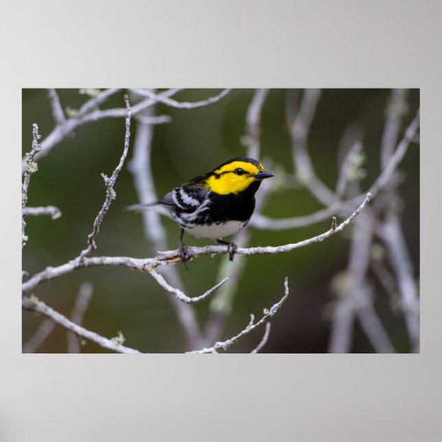 Póster Condado de Kinney, Texas. Warbler de mejillas dora (Frente)
