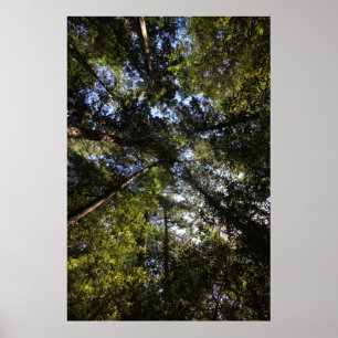 Póster Condado de Marin, bosque de California
