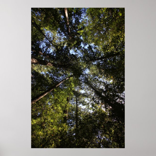 Póster Condado de Marin, bosque de California (Frente)