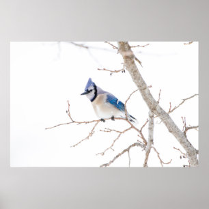 Póster Condado de Wichita, Texas. Blue Jay