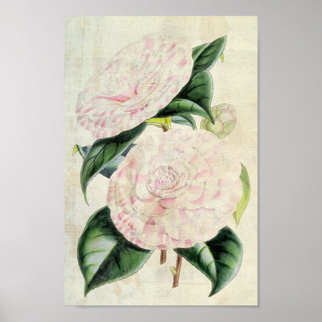 Póster Condes botánicas de Derby Camellia (Frente)