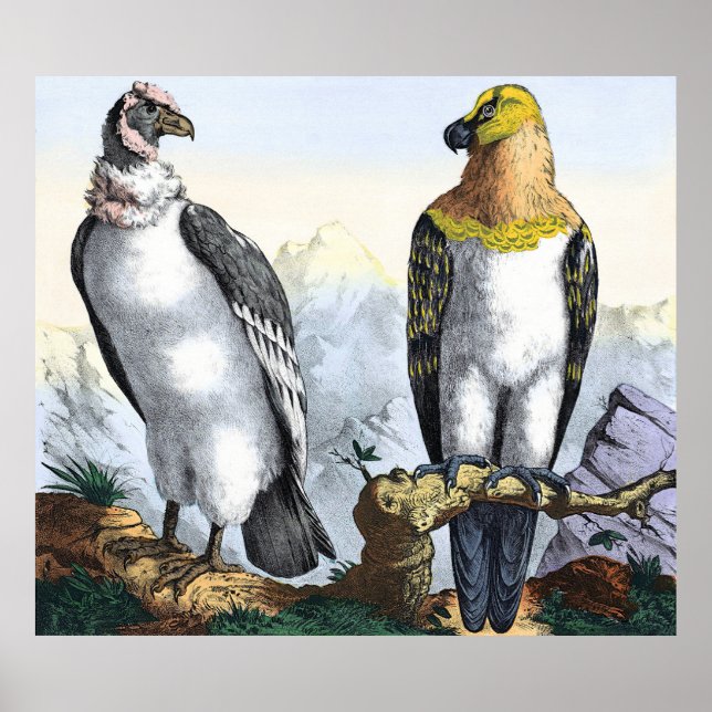 Póster Cóndor blanco gris águila negra amarilla (Frente)