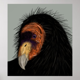 Póster Cóndor de California ilustrado