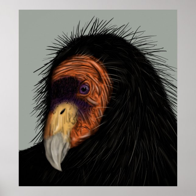 Póster Cóndor de California ilustrado (Frente)