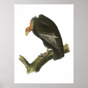 Póster Cóndor de California por Audubon