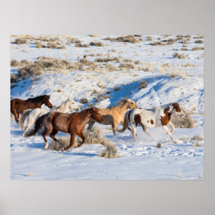 Póster Conducción de caballos en invierno en Hideout Ranc
