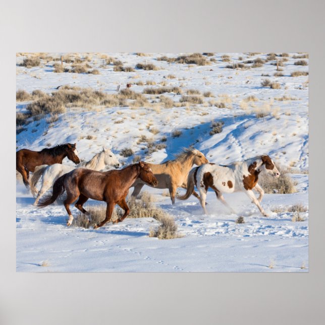 Póster Conducción de caballos en invierno en Hideout Ranc (Frente)