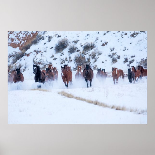 Póster Conducción de caballos vaqueros | Rancho Hideout,  (Frente)