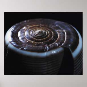 Póster Cone shell