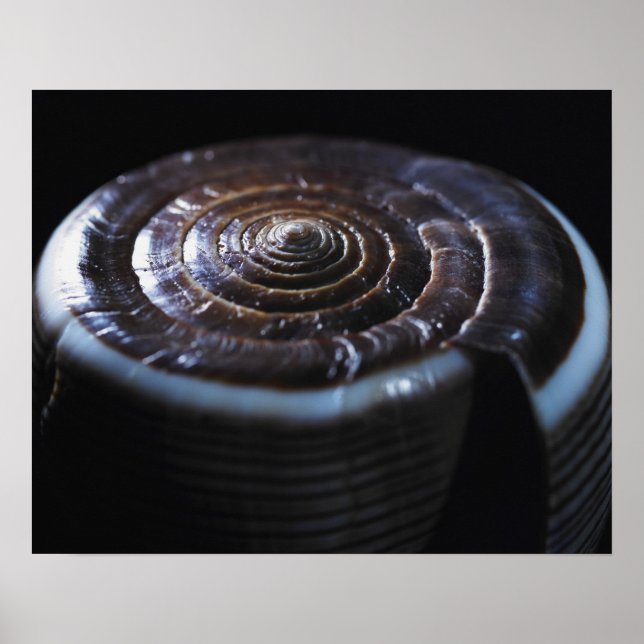 Póster Cone shell (Frente)