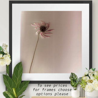 Póster ConeFlower