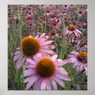 Póster Coneflowers
