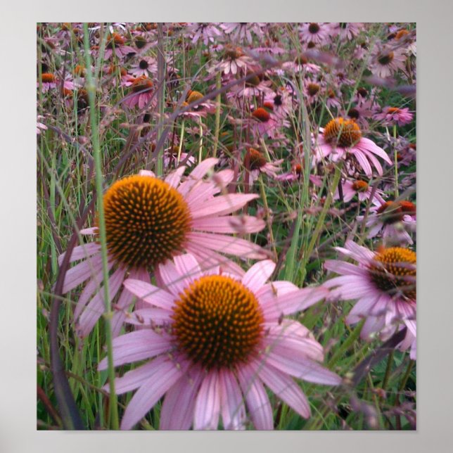 Póster Coneflowers (Frente)