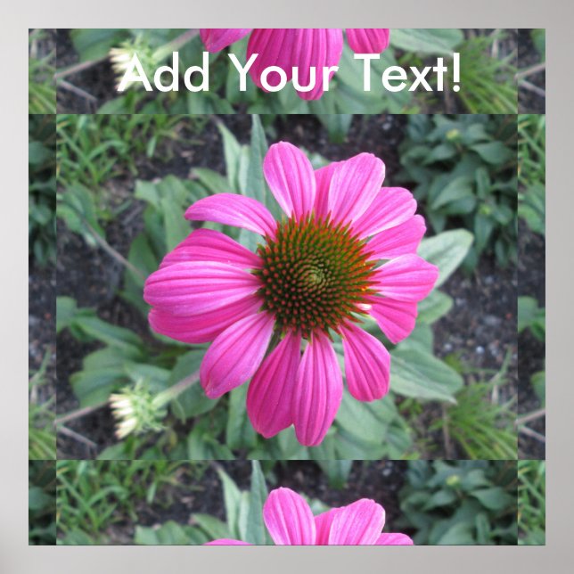 Póster Conefluente rosa de bonito (Frente)