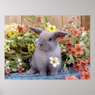 Póster conejito Holland Lop en una
