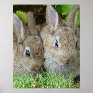 Póster Conejo