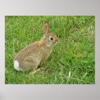 Póster Conejo Bebé En El Césped
