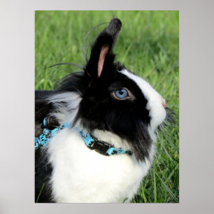 Póster Conejo conejo conejo conejo conejo blanco y negro