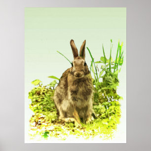 Póster Conejo conejo conejo conejo marrón chiflado en Pos