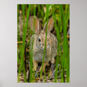 Póster Conejo Cottontail del desierto