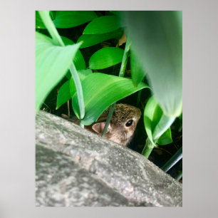 Póster Conejo de bebés