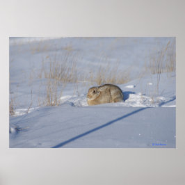 Póster Conejo de cola de algodón R5 en la nieve