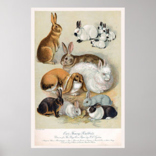 Póster Conejo de conejo retro de cosecha