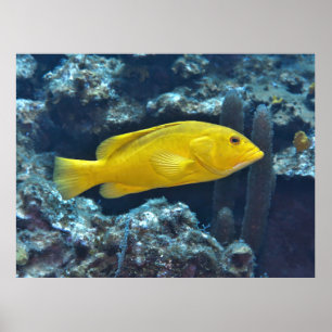 Póster Conejo de fase amarilla