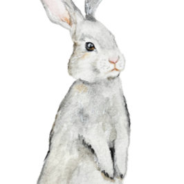 Póster Conejo de terciopelo divertido