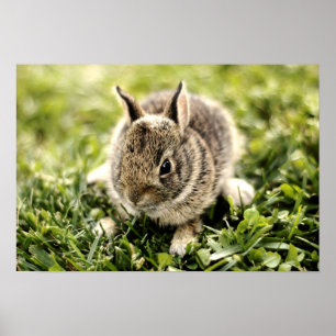 Póster Conejo del bebé