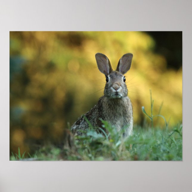 Póster Conejo en hierba (Frente)