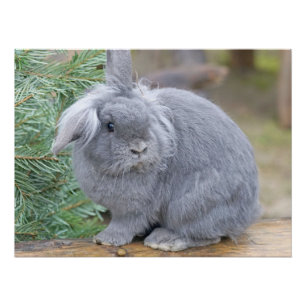 Póster Conejo gris liso