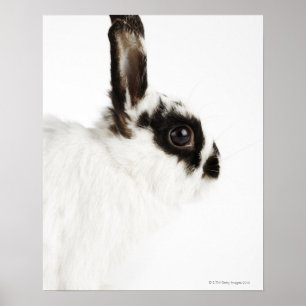 Póster Conejo lanoso del jersey