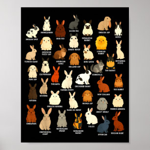 Póster Conejo Lindo Amante Cria Conejos
