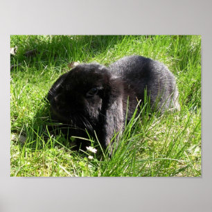 Póster Conejo negro
