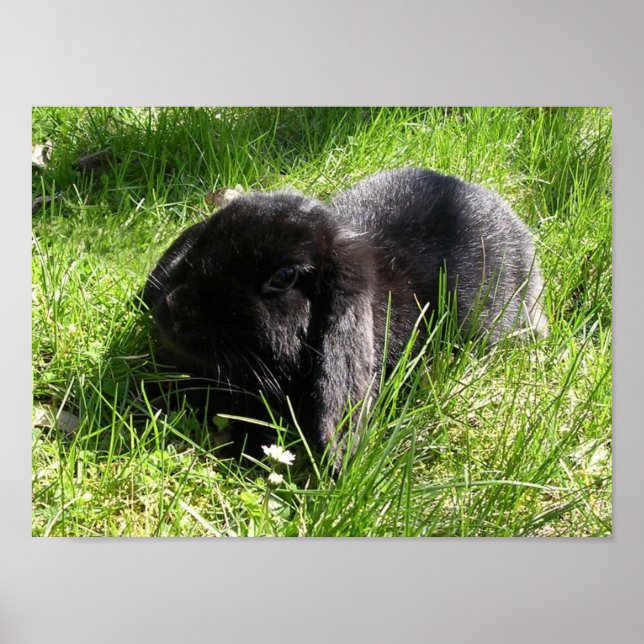 Póster Conejo negro (Frente)