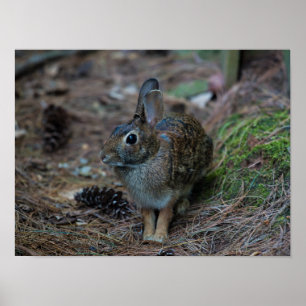 Póster Conejo sentado junto a pinos
