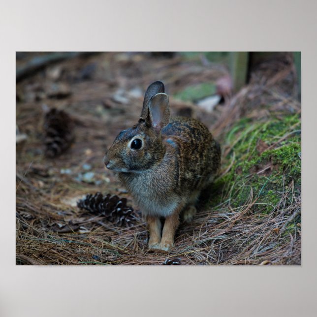 Póster Conejo sentado junto a pinos (Frente)