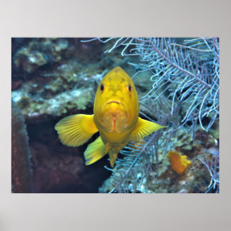 Póster Coney en amarillo