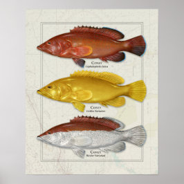 Póster Coney Grouper con las variaciones de color