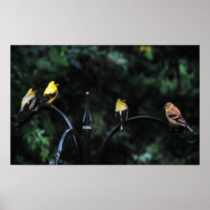 Póster Conferencia de las Aves