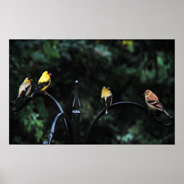 Póster Conferencia de las Aves (Frente)