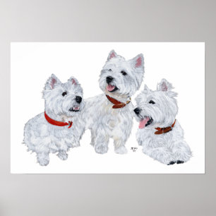 Póster Conferencia Westie