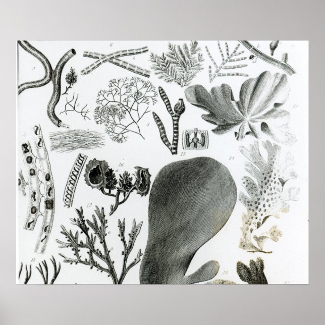 Póster Conferra Fucus (Frente)