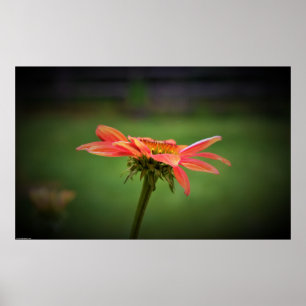 Póster Conflor,